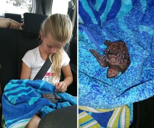 Baby Turtle saved